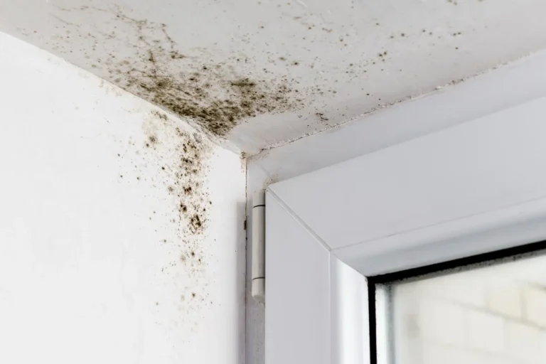 How to Manage Roof Mold Growth: A Definitive Systemic Guide